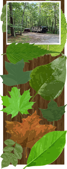 Wellington Camping Site